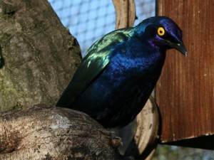 Greater-blue-eared Starling  