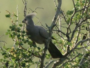 Grey Goaway Bird  