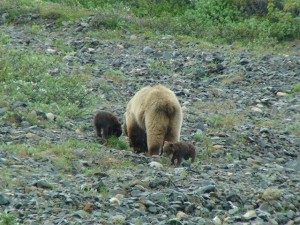 Grizzly with cubs  
