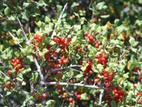 Holly-leaved Berry