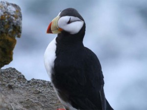 Horned Puffin 