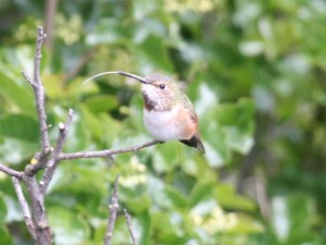 Immature Allens Hummingbird