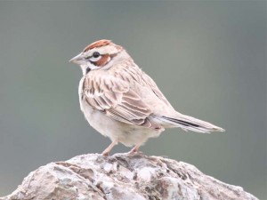 Lark Sparrow       