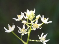 Fremont Star Lily 