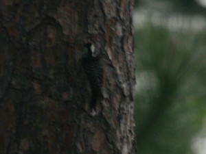 Redcockaded Woodpecker  