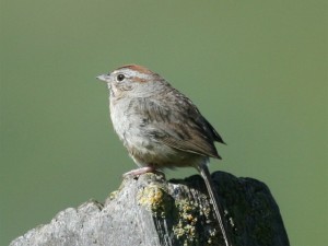Rufous-crowned Sparrow       