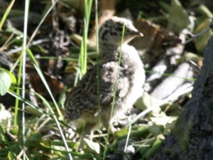 Sooty Grouse Chick     