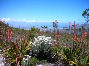 Table Mountain Flowers   