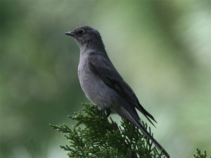 Townsends Solitaire           