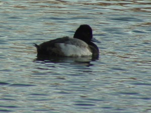 Tufted Duck         