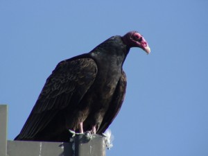 Turkey Vulture   