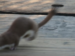 Weasel's tail   