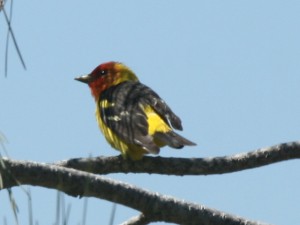 Western Tanager             