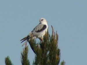 Whitetailed Kite   