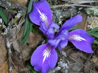 Wild Iris      